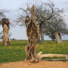 Alter Waldgeist
